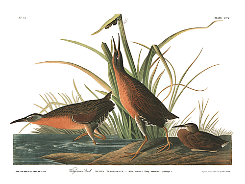 Virginia Rail